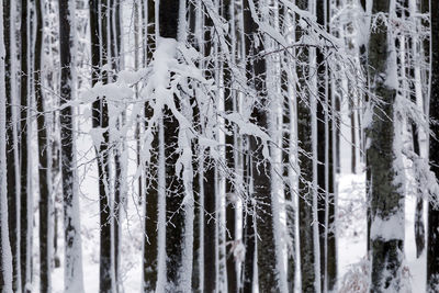 Close-up of icicles against trees