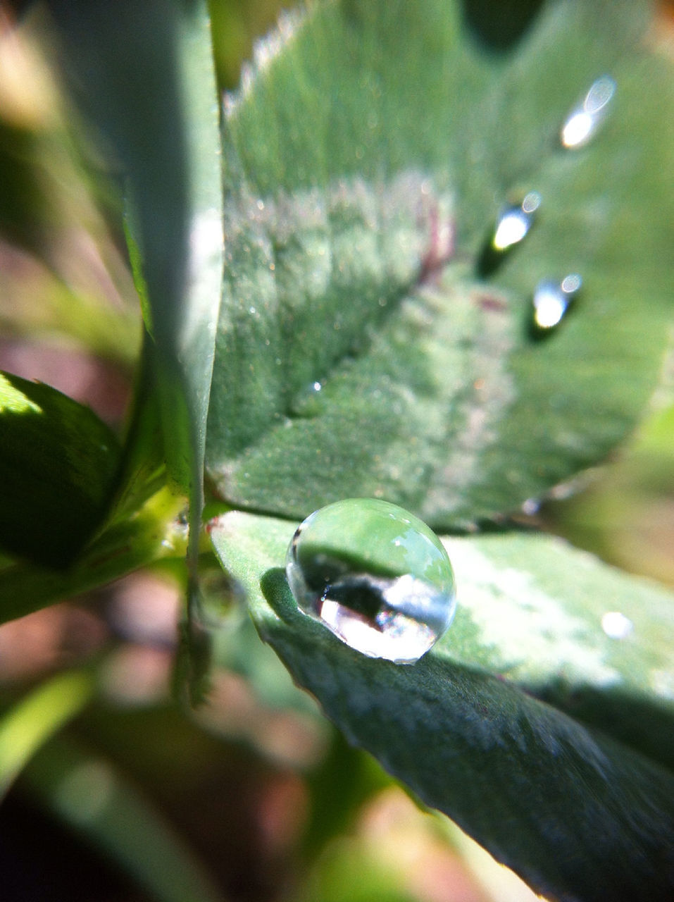 growth, leaf, close-up, freshness, green color, focus on foreground, plant, nature, selective focus, beauty in nature, fragility, drop, water, outdoors, day, no people, green, new life, leaf vein, bud