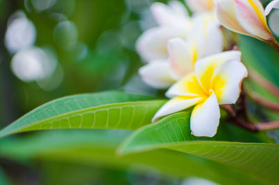 Close-up of white flowering plant