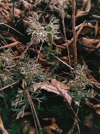 High angle view of plants growing on field