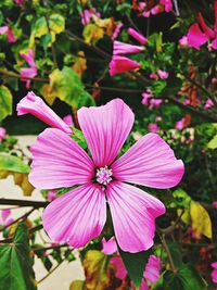 Close-up of pink flower