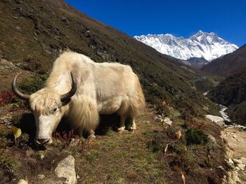 Sheep on snowcapped mountain against sky