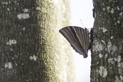 Close-up of leaf hanging on tree trunk against wall
