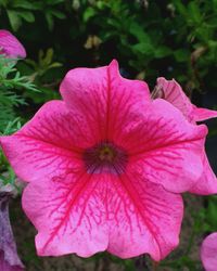 Close-up of pink flower