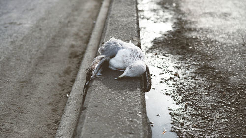 Dead seagull on road