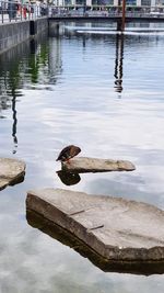 View of duck swimming in lake