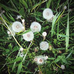 High angle view of white flowering plants on field