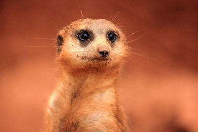 Close-up portrait of meerkat