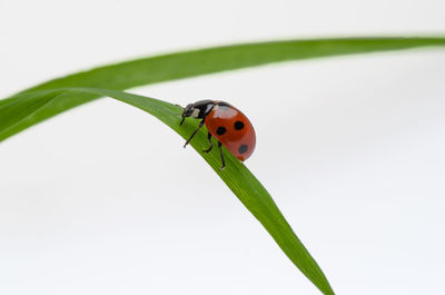 Close-up of ladybug on leaf