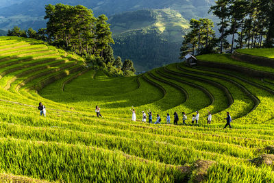 Scenic view of agricultural field