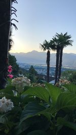 Scenic view of tropical garden against clear sky