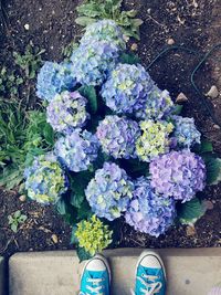 Low section of person standing by purple flowering plants