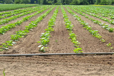 Fresh green plants in garden
