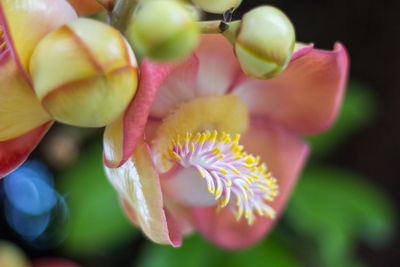 Close-up of pink flowering plant