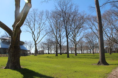 Bare trees on grassy field