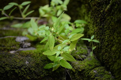 Close-up of fern