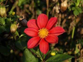 Close-up of pink flower blooming outdoors