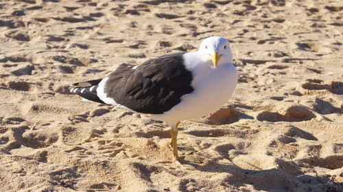 Seagull on sand during sunny day