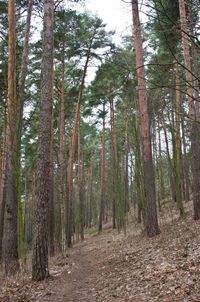 Trees in forest