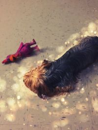 Close-up of dog