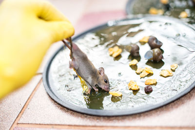 Cropped hand holding mouse eating leftovers on table