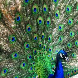 Close-up of peacock