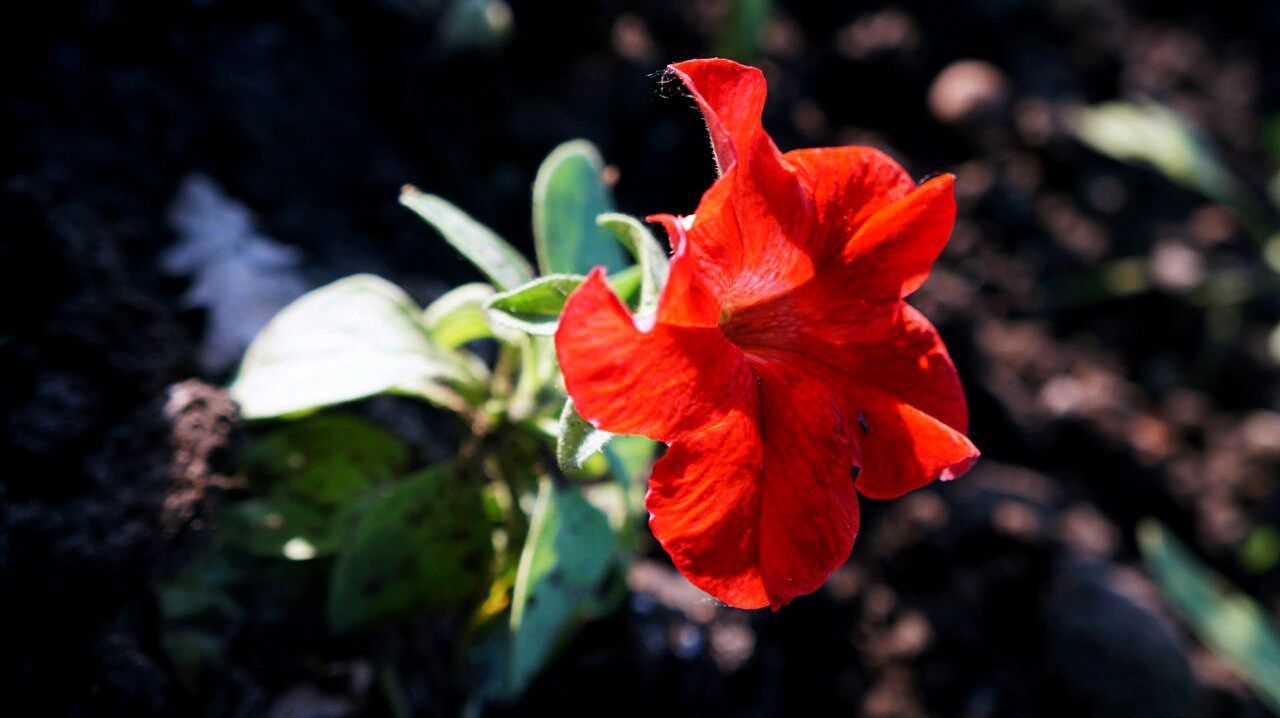 flower, fragility, petal, nature, beauty in nature, growth, plant, flower head, close-up, red, freshness, outdoors, day, no people, maroon