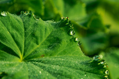 Close-up of insect on plant