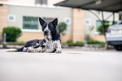 Portrait of a dog