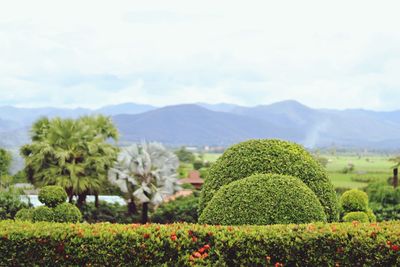 Scenic view of flowering plants in garden against sky
