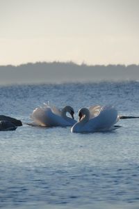 Swan swimming in lake against sky