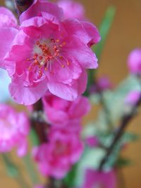 Close-up of pink flowers