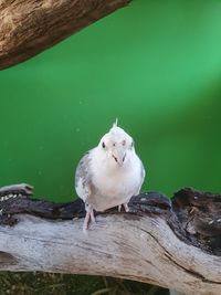 High angle view of seagull perching on wood