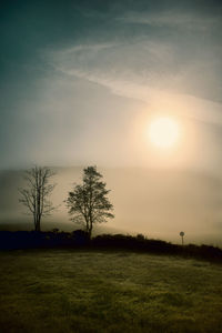 Sun shining through trees on landscape