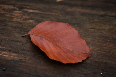 Close-up of dry leaf on table