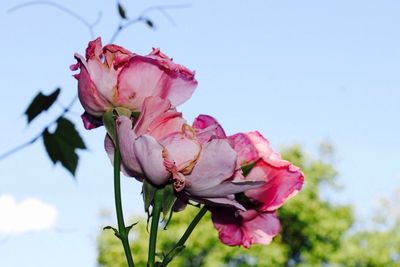 Low angle view of pink flowers blooming against sky