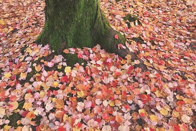 Close-up of autumn leaves fallen on tree