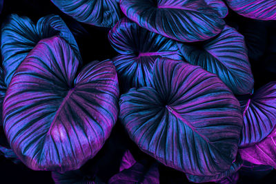 Tropical leaves background, blue purple color toned