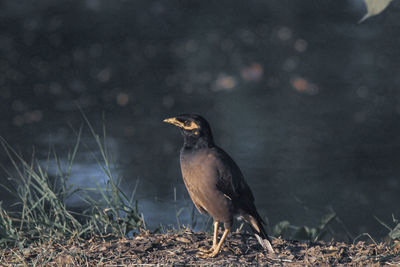 Bird perching on a field