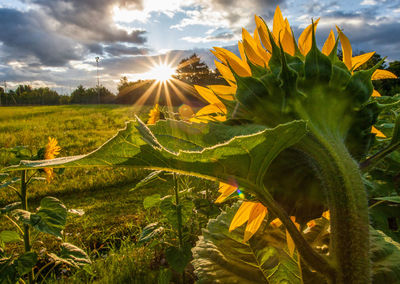 Scenic view of agricultural field against sky during sunset