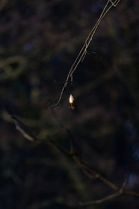 Close-up of insect on plant at night