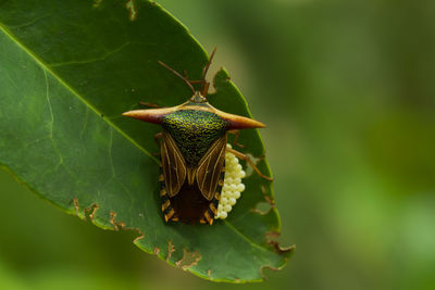 Close-up of insect on leaf