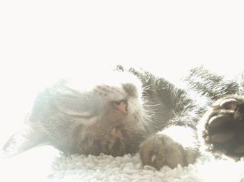 Close-up of horse against clear sky during winter