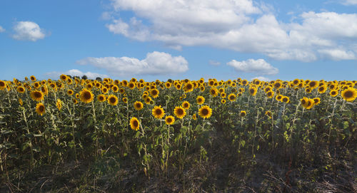 Scenic view of sunflower field against sky