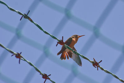 Low angle view of bird on plant