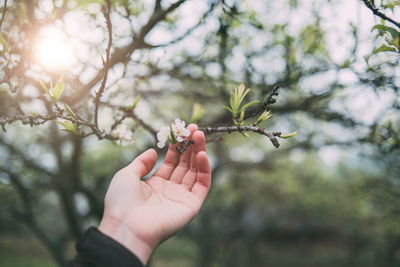 Cropped hand holding plant against tree