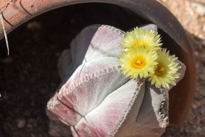 Close-up of yellow flowers