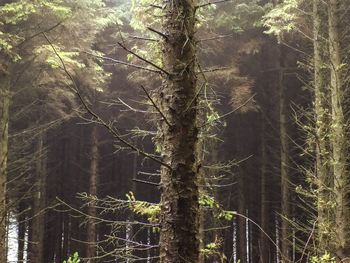 Close-up of tree in forest