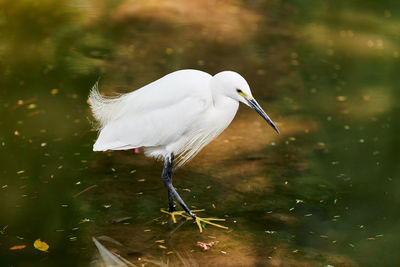 Close-up of white bird