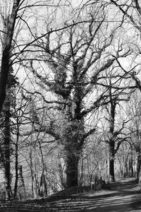 Bare trees in forest against sky